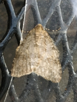 Epirrita christyi 